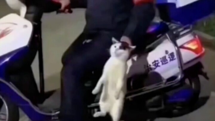 “偷吃外卖被抓，猫赃俱获 !”