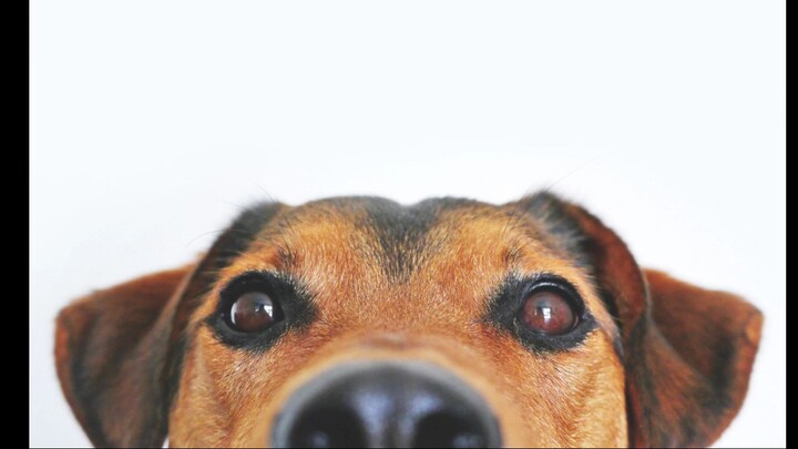 All hail the dog