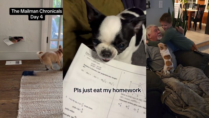 Chú chó: Cơn giận có đến muộn nhưng nhất định sẽ đến!