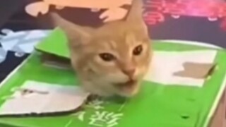 消！！！！！毛！！！！！密！！！！！
