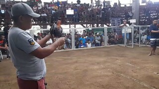 GOLDEN BOY x RAPTOR WIN