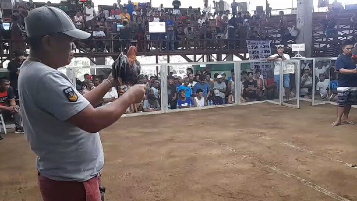 GOLDEN BOY x RAPTOR WIN