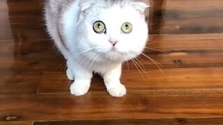 猫咪:你在演我？