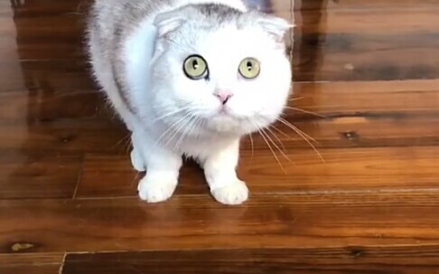 Mèo: Bạn đang chơi tôi à?