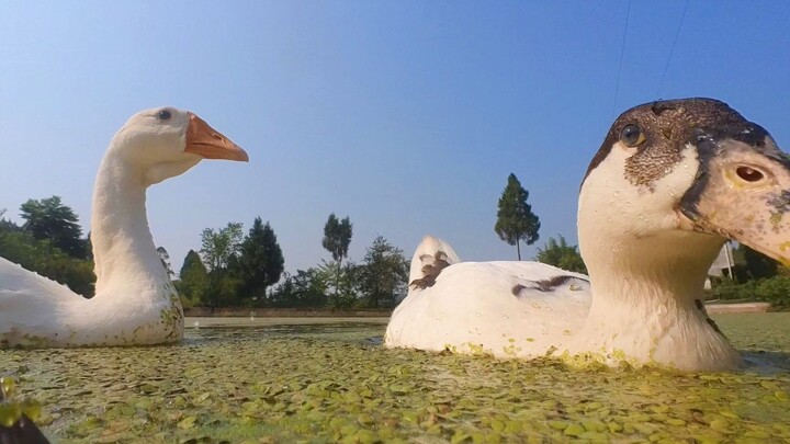 鸭哈哈哈！这回终于轮到我长摄像头了