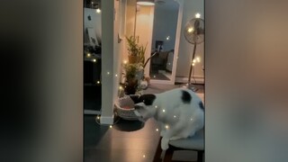 mèo đi đường quyền 😂😂 cat petlove mèo onhavandep onhavanvui haucachly kyuctrongtoi