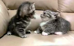 Anak kucing berkelahi! Adegannya sangat brutal.