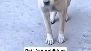 sabay sa trending Yung aso