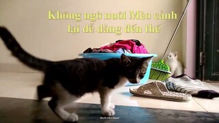 Không ngờ nuôi mèo cảnh lại dễ dàng