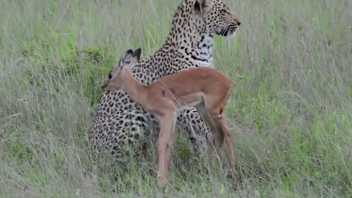 Leopard: Hey! Your son’s in my hands!