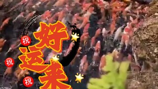 锦鲤送福 祝大家好运来