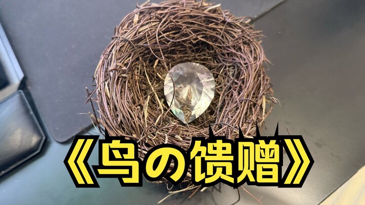 You mean… there’s actually an African Star in that bird’s nest??