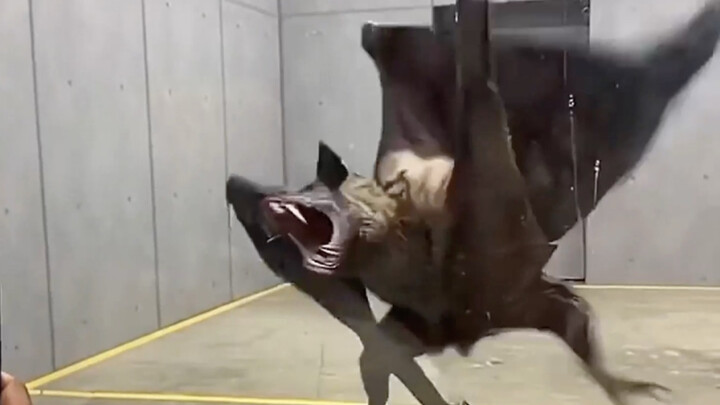 How Freaking Powerful Are These Animals?!