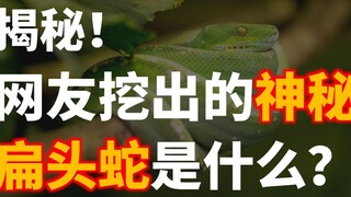 地里挖出“未知扁头蛇”？结局也太反转了。揭秘大家最近关心的“神奇”生物~