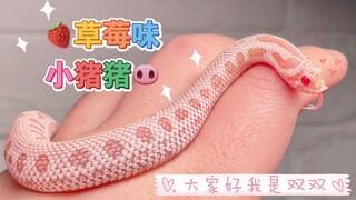 【猪鼻蛇】猪猪美少女～草莓味～哧溜哧溜｛白超北康｝