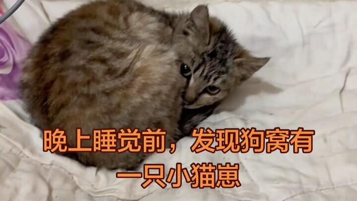 A little wild kitten suddenly appeared at home!