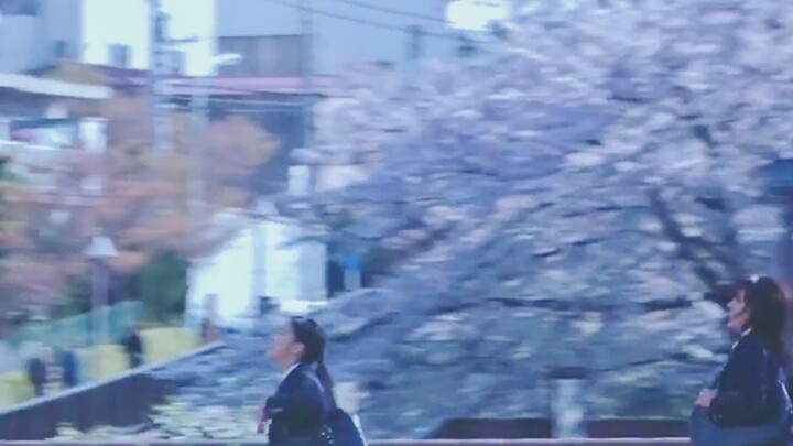 "Flowers and Alice" "I think you are more like the evening breeze blowing through my unopened buds, 