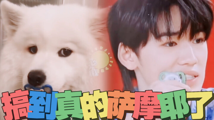 【ซ่งย่าเสวียน】ยอดฝีมือปั้นสุนัขในวงการบันเทิงจีน | หาซื้อซาโมเยดตัวจริงมาได้แล้ว