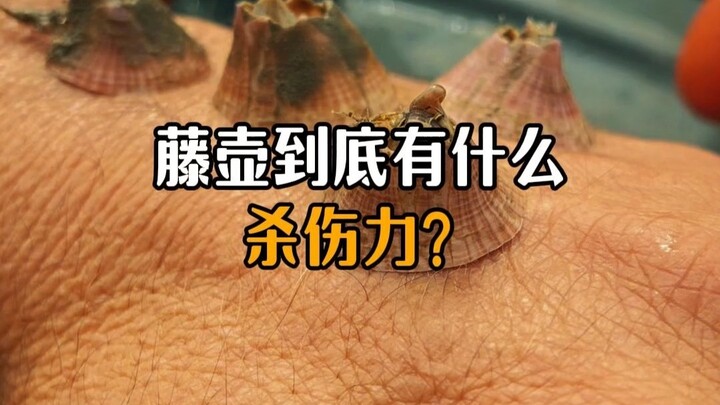 Why does such a tiny barnacle have such powerful destructive force?