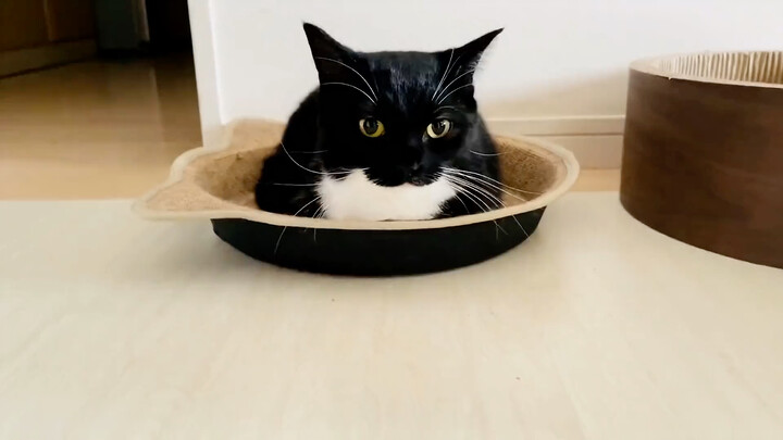 This is what a smelly cat sounds like.