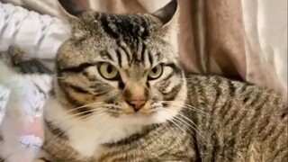 Cat: Tonight, I'm gonna kill the dog.