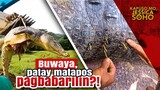 Buwaya sa Palawan, patay matapos pagbabarilin! | Kapuso Mo, Jessica Soho