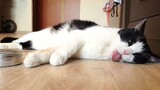 Animals|A Cat Obsessed With Catnip