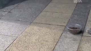 تم التخلي عنهم من قبل أصحابهم في الشوارع المزدحمة، بلا مأوى ولا طعام كافٍ، والبقاء على قيد الحياة لي