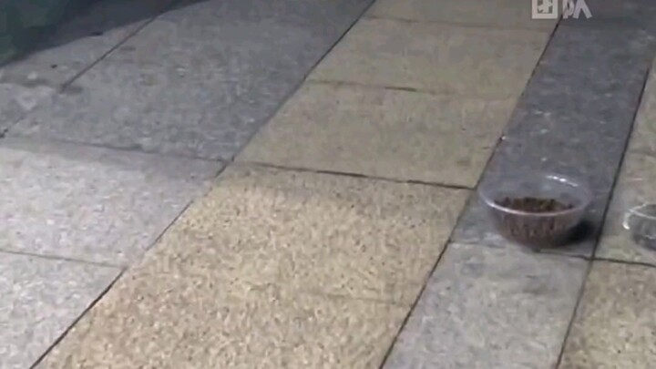 تم التخلي عنهم من قبل أصحابهم في الشوارع المزدحمة، بلا مأوى ولا طعام كافٍ، والبقاء على قيد الحياة لي