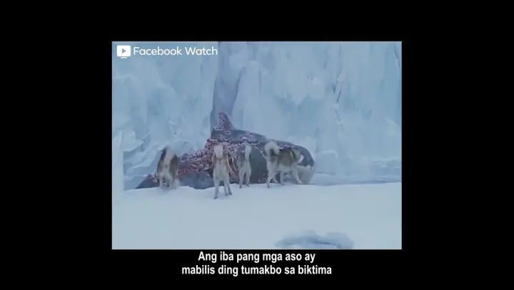 "Eight Below | Tagalog Review"