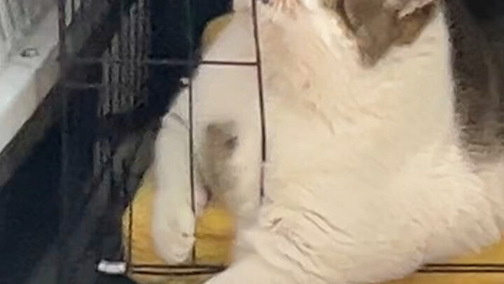 เวลาแมวของฉันทั้งอยากอ้อนแต่ก็ไม่อยากเดินมาหา ฉันก็ชมมันจากระยะไกลแทน!