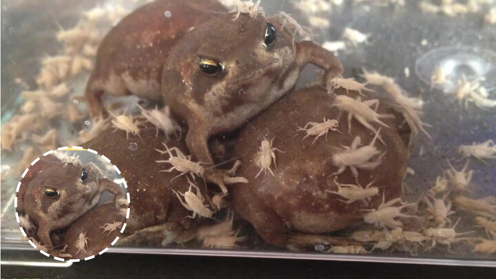 [Động vật]Dế vây quanh ếch breviceps adspersus