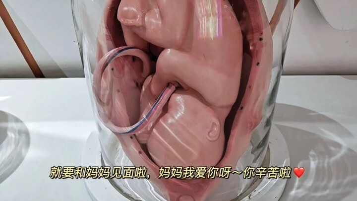 Every mother is the greatest in the development of the fetus