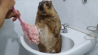 Bathing the Groundhog #2
