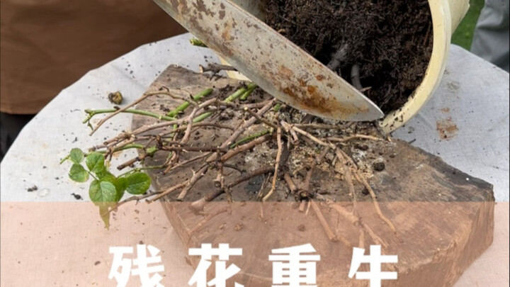 As long as the flower still has a flicker of life, never give up!