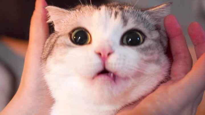 Tại sao mèo con lại phải uống thuốc nhỉ