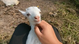 Funny little lamb