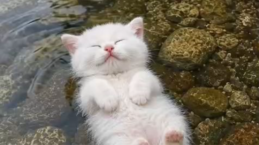 Cattosan Enjoying Water