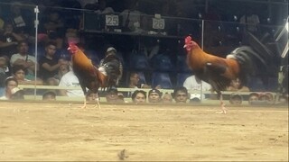 3RD ENTRY, LAST FIGHT 3COCK ELIMINATION LCA. LEONIDAS 1 VS CHIEF JPR KULAPI GF. 330K PARADA#CHAMPION