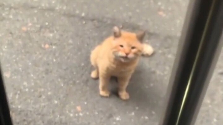 แมวตัวใหญ่ชื่อดาจวี๋ที่รอคอยมาสามปี แท้จริงแล้วสิ่งที่มันให้ความสำคัญไม่เคยเป็นเจ้ากู่กู่เลย สิ่งเดี