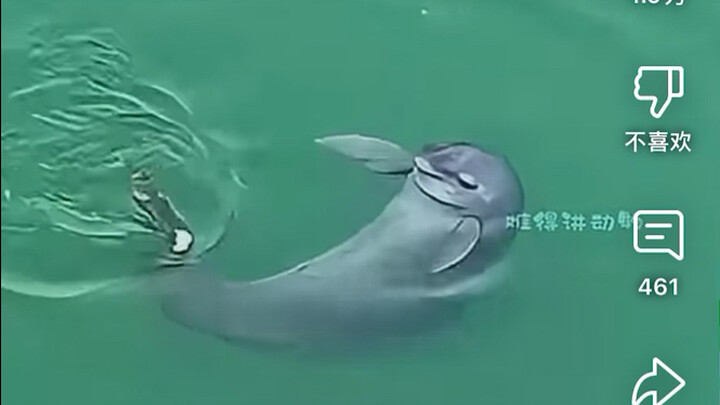 Hot comments on YouTube: “The Chinese finless porpoise is so rare that even the giant panda would ha