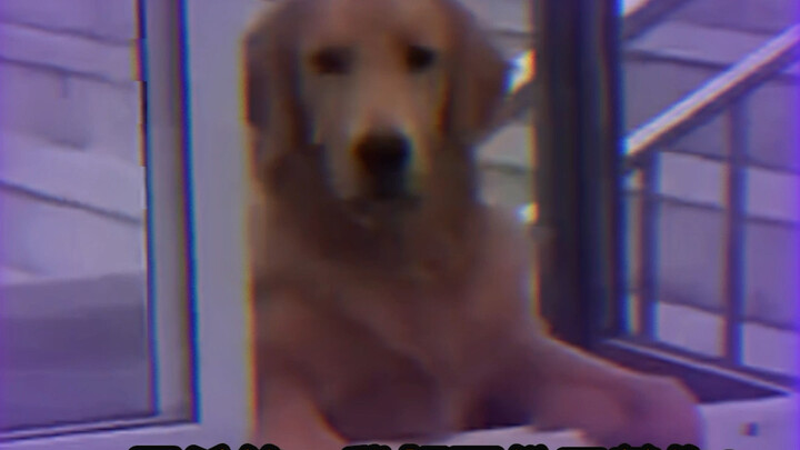 الجولدن ريتريفر: أعلن رسميًا ولادة قبيلة عشاق عض الكلاب