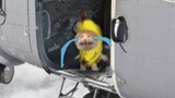The kittens went skydiving, but the banana cat didn’t dare to jump