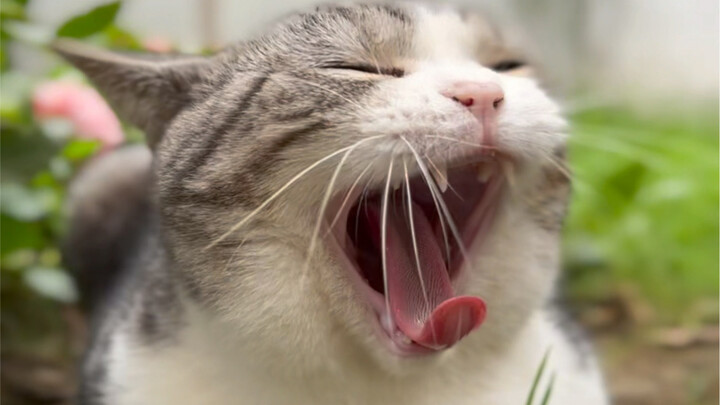 We’ve been raising cats for a thousand days, but only get to use them for a single moment. Hopefully