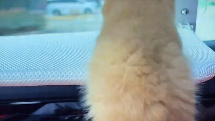 What animals look like when they're young