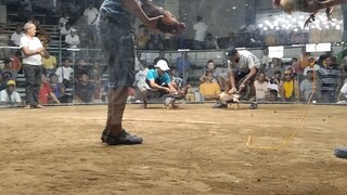 4 cock derby NTC (August 6,2022)