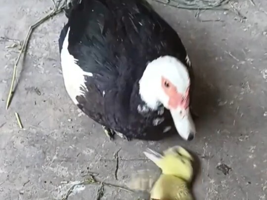 The mother duck is so anxious she keeps stamping her feet.