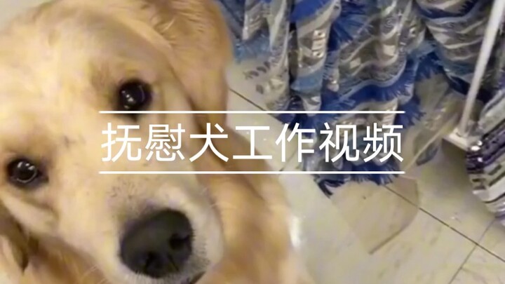 สุนัขปลอบใจ: ฉันจะอยู่กับเธอตลอดไป