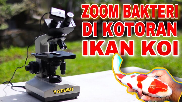 ZOOM MIKROSKOP!! KOTORAN IKAN KOI