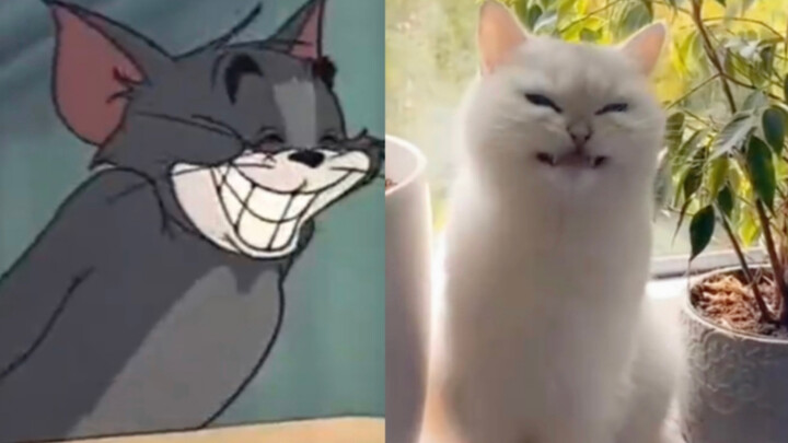 Tom and Jerry were photographed after you!